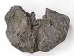 Planohybodus grossiconus cartilage Fossile du jurassique Boulonnais